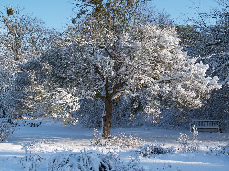 <em>Crataegus x lavallei</em> (Lavelle Hawthorn), Botanic Garden, Cambridge, England