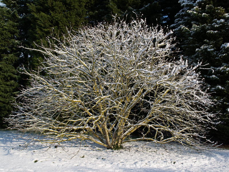 <em>Aesculus californica</em> (California Buckeye or Horse-chestnut), Botanic Garden, Cambridge, England