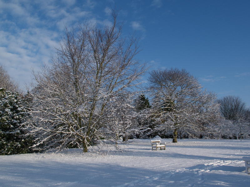 <em>Fagus orientalis</em> (Oriental Beech), <em>Castanea sativa</em> (Sweet chestnut), Botanic Garden, Cambridge, England