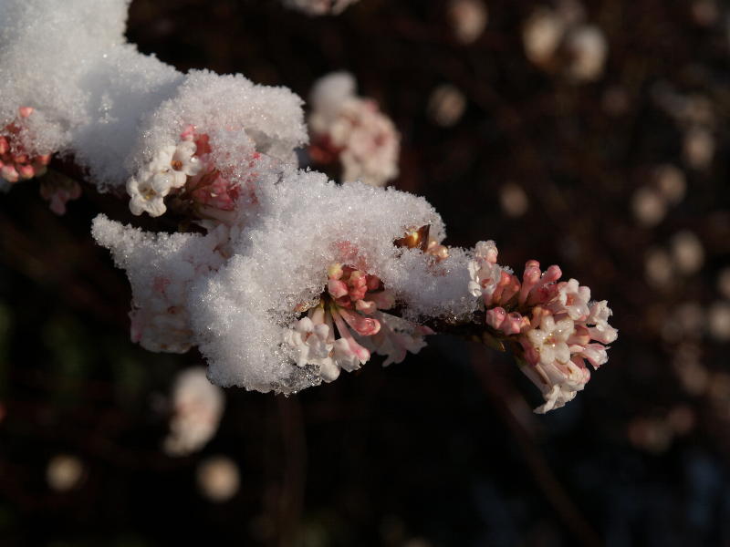 <em>Viburnum farreri</em>, Botanic Garden, Cambridge, England