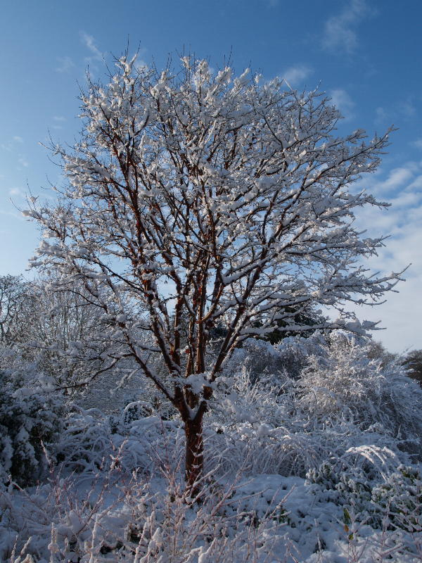 <em>Acer griseum</em> (Paperbark Maple), Botanic Garden, Cambridge, England