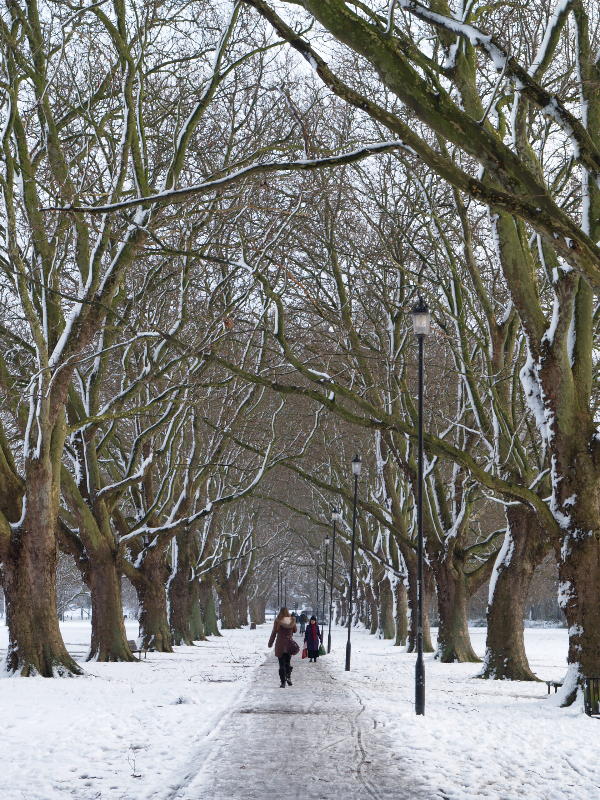 Plane trees, Jesus Green, Cambridge, England