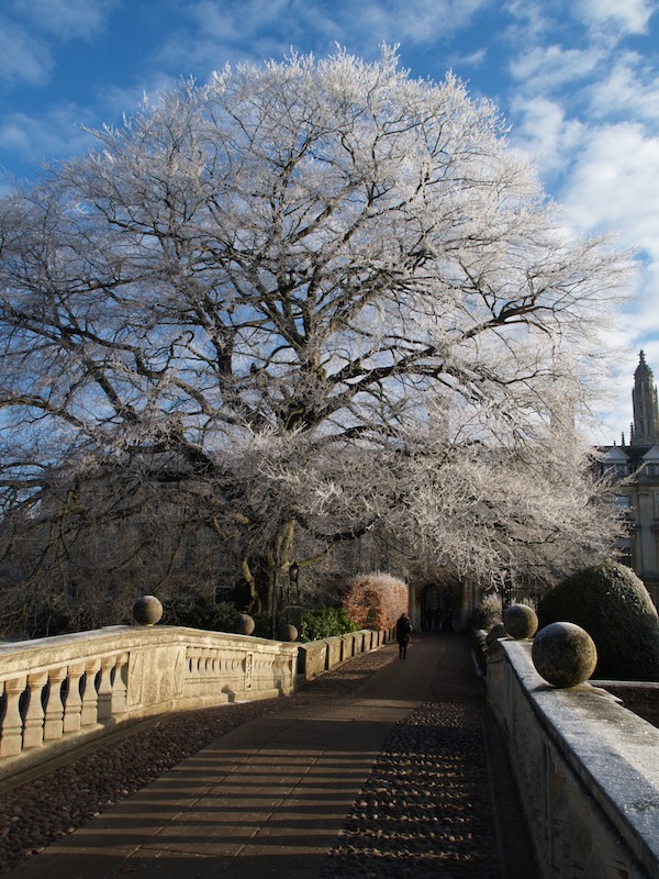 beech tree, Clare College, Cambridge, England