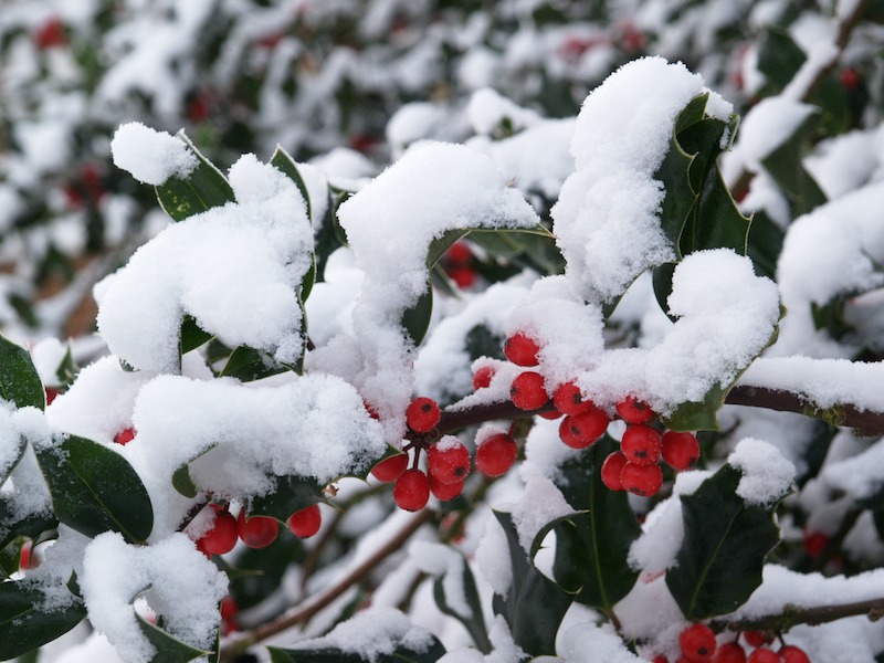 Holly berries, Roseford Road, Cambridge, England