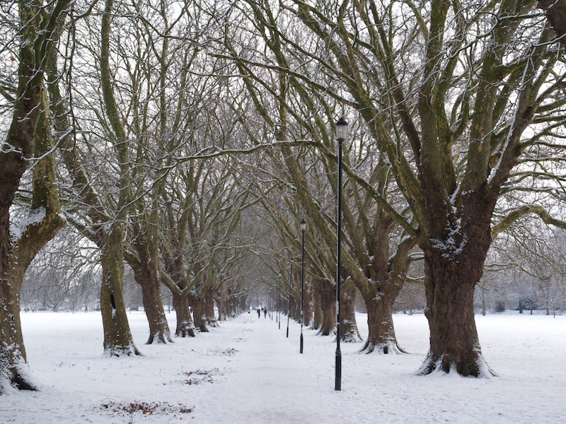 Plane trees, Jesus Green, Cambridge, England