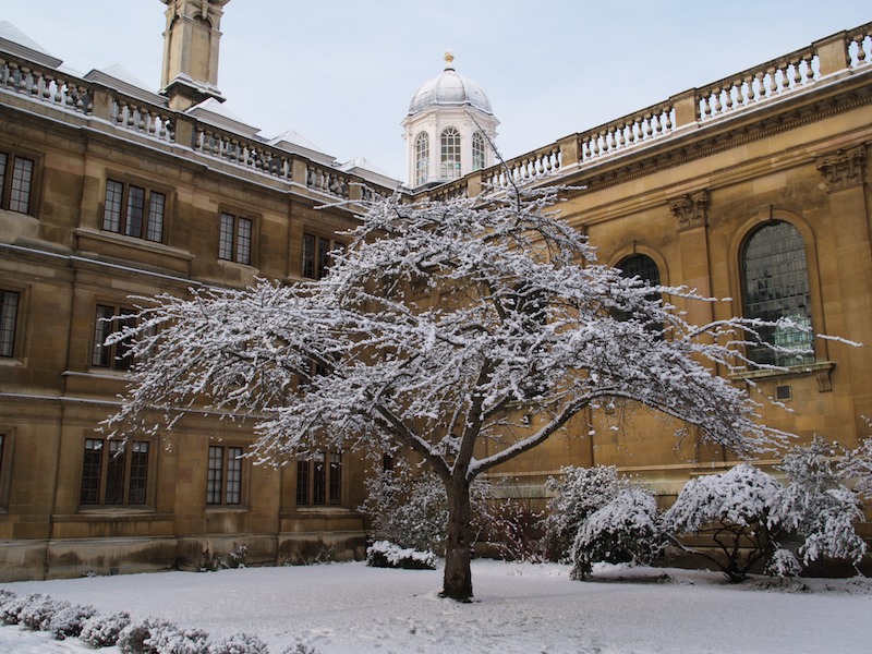 Cherry tree, Clare College, Cambridge, England