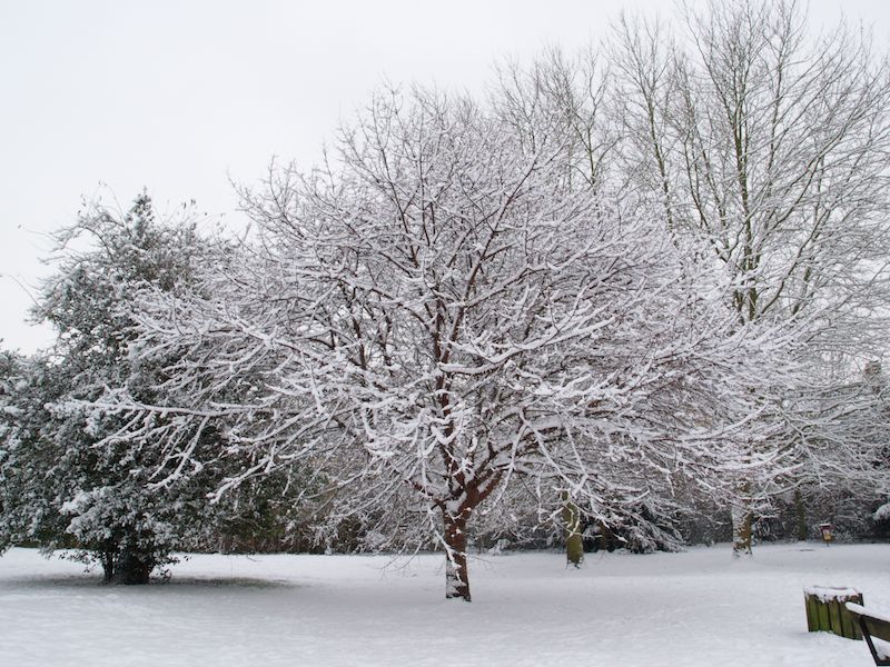 Cherry tree, Alexandra Gardens, Cambridge, England