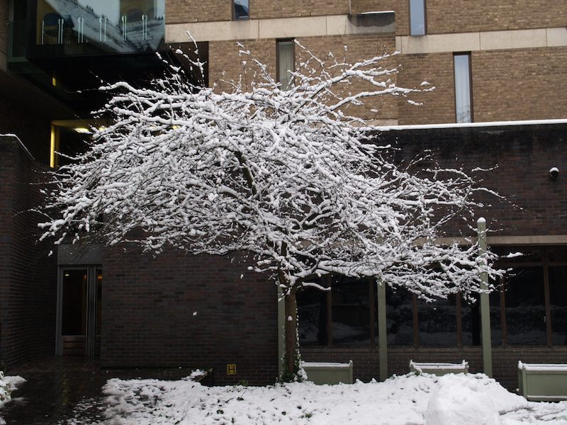 tree, Wolfson Building, Trinity College, Cambridge, England