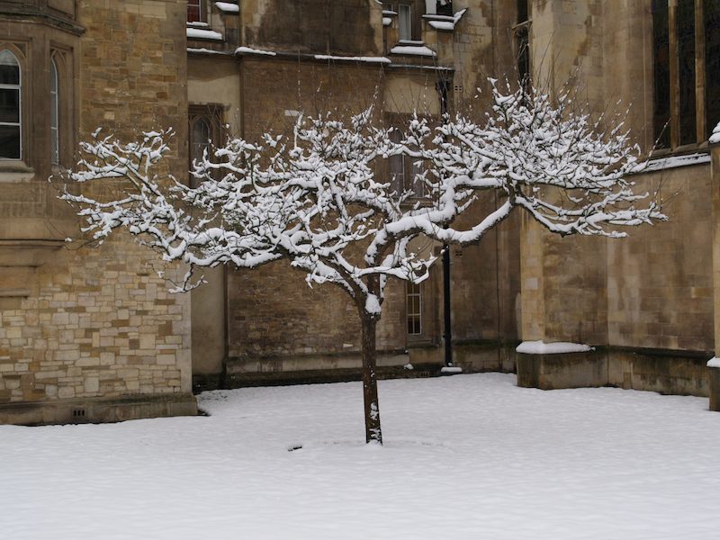 Apple tree, Trinity Street, Trinity College, Cambridge, England