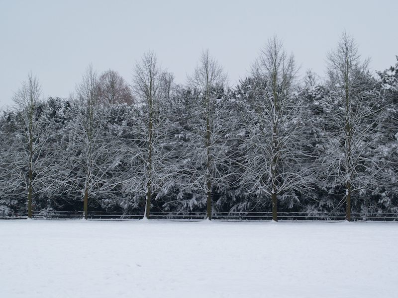 trees, Garret Hostel Lane, Cambridge, England