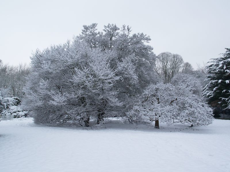 Fern-leaved Beech and Medlar trees, Fellows' Garden, Trinity College, Cambridge, England