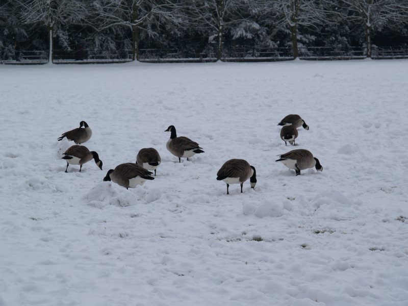 Canada Geese, happy that the Canadian weather has finally arrived, Cambridge, England