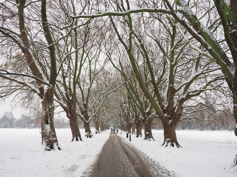 Plane trees in snow, Jesus Green, Cambridge, England