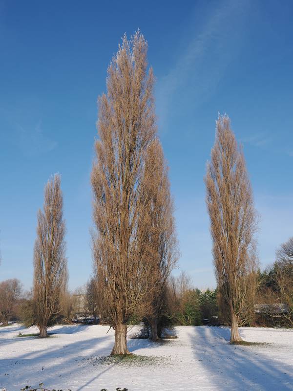 poplar trees, Sheep Green, Cambridge, England