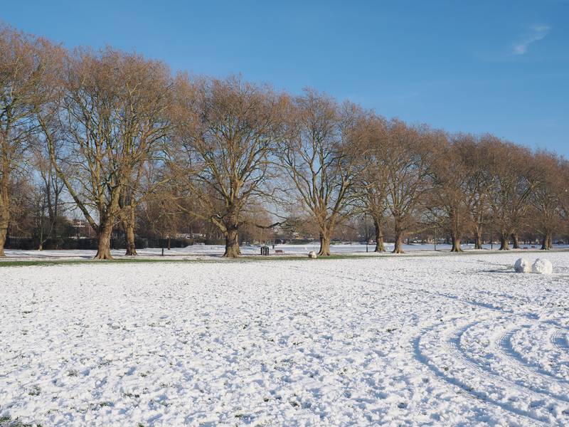 Plane trees in snow, Jesus Green, Cambridge, England
