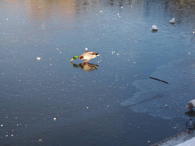 duck eating bits of bread on somewhat frozen river, Jesus Lock, Cambridge, England
