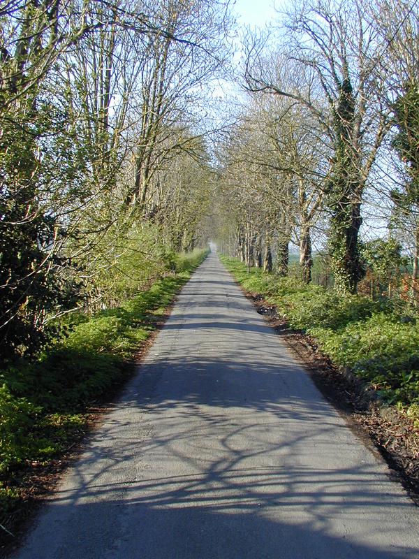 Horse Chestnut Avenue