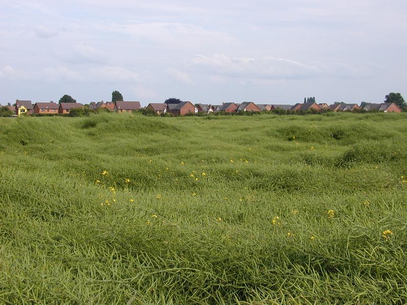 Martingale Close: border of