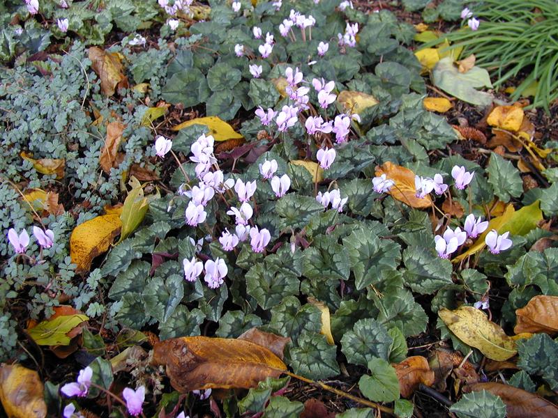 Trinity College: Fellows' Garden