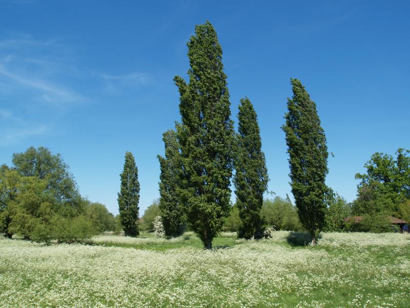 Sheep's Green (Coe Fen)