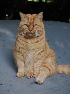 Teddy outside