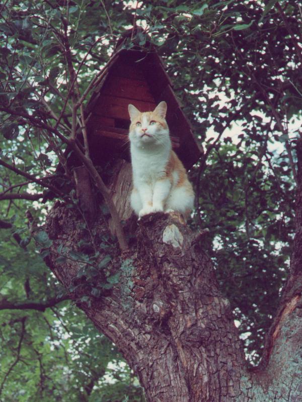 Cambridge, England: Roseford Road: Murmur (the cat) guarding the bird house