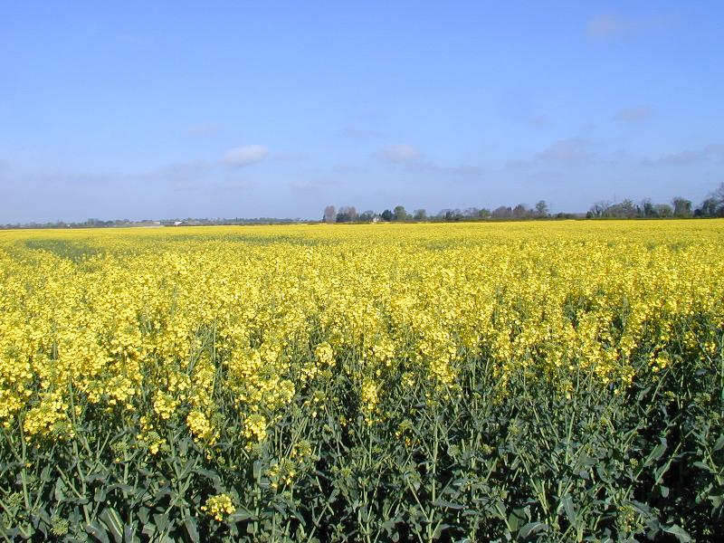 Cambridge, England: oil rape seed field