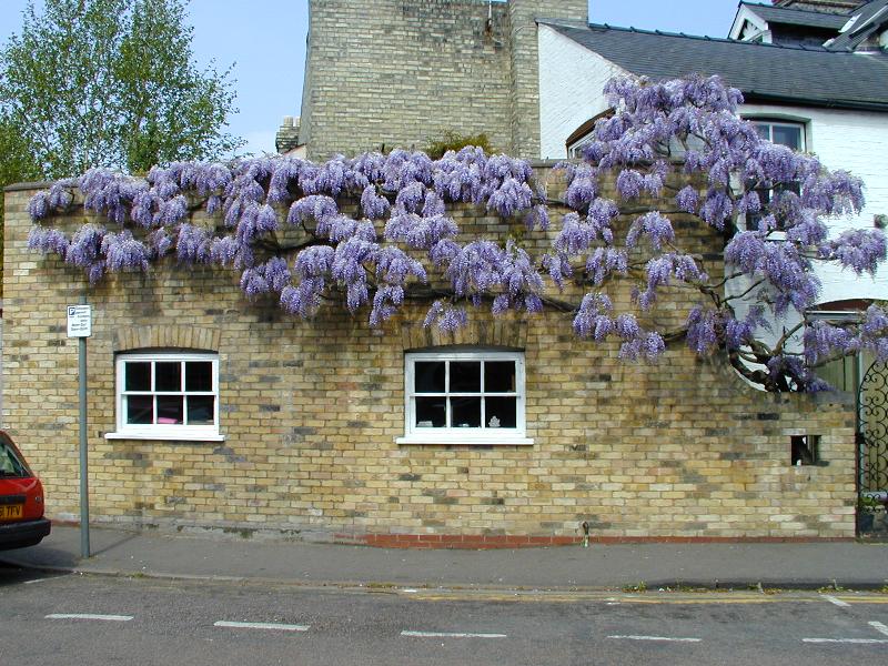 Cambridge, England: Lower Park Street: Wisteria