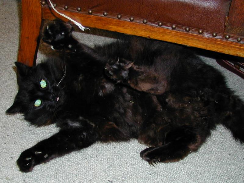 Cambridge, England: Roseford Road: Winston (the cat) playing