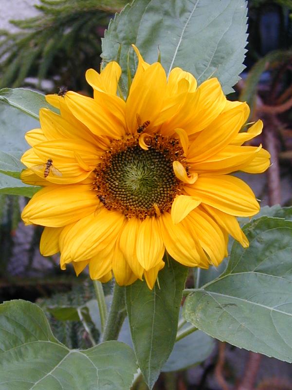 Cambridge, England: Roseford Road: Sunflower (Helianthus annuus) with hoverflies