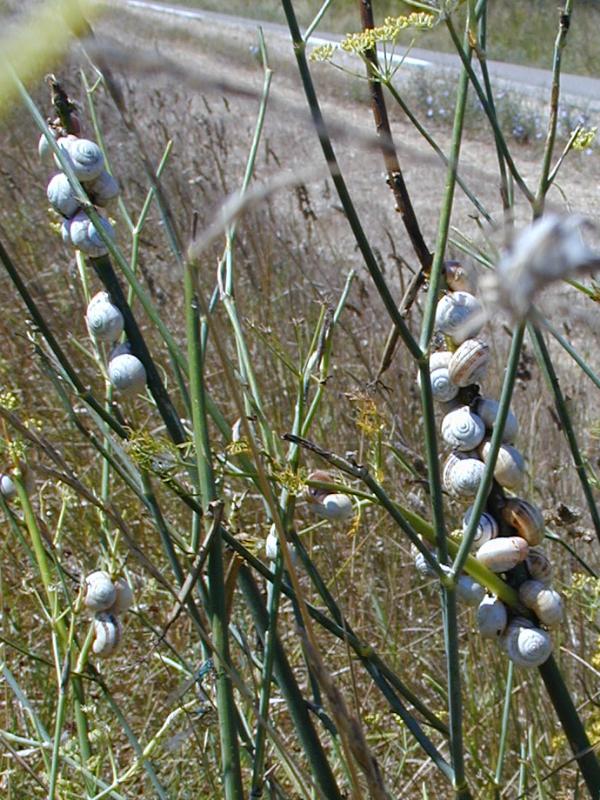 Camargue, France: snails on dill