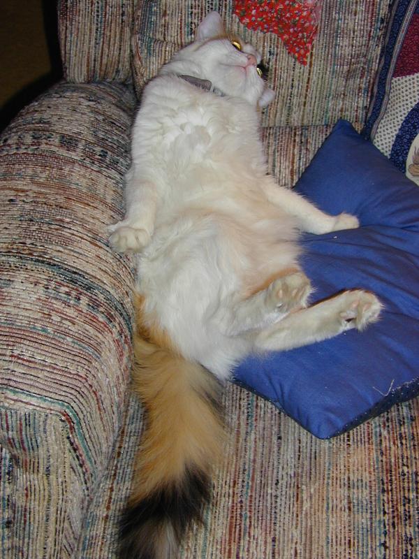 Montgomery, Massachusetts (MA): Patches (the cat) relaxing