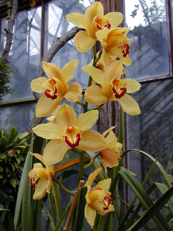 Cambridge, England: Botanic Garden: Orchid (Cymbidium)