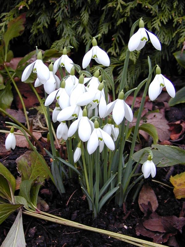 Cambridge, England: Botanic Garden: Snowdrops (Galanthus)