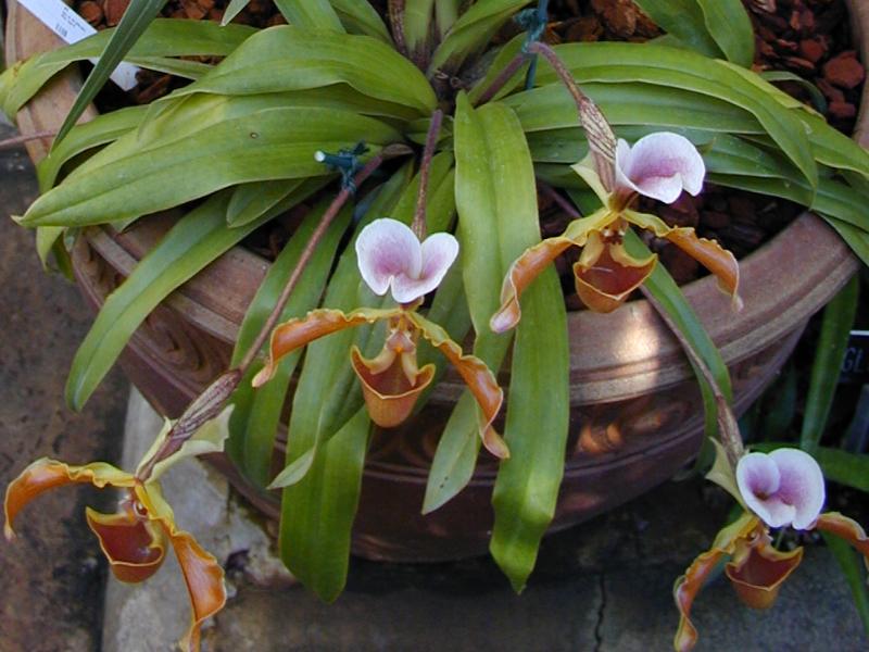 Cambridge, England: Botanic Garden: Orchid (Paphiopedilum)