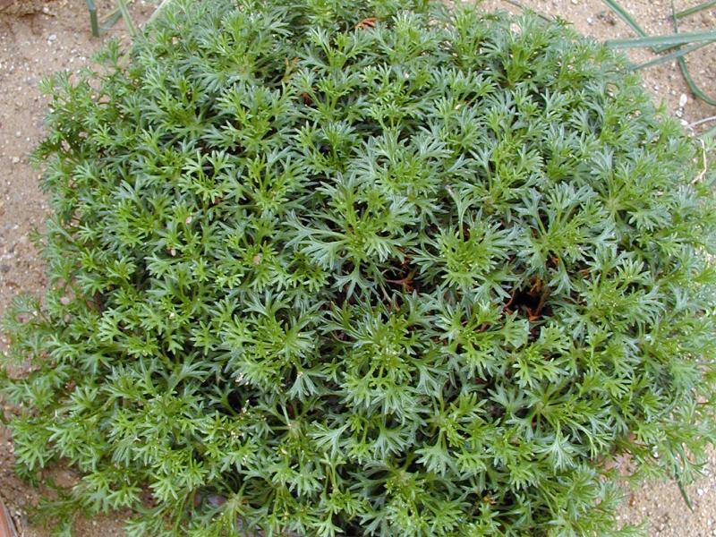 Cambridge, England: Botanic Garden: Saxifrage (Saxifraga canaliculata)
