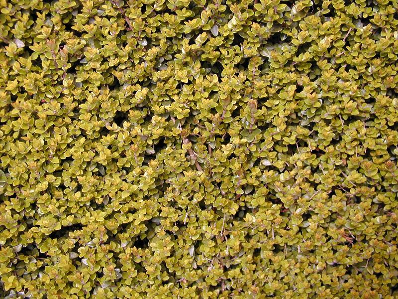 Cambridge, England: Botanic Garden: hedging