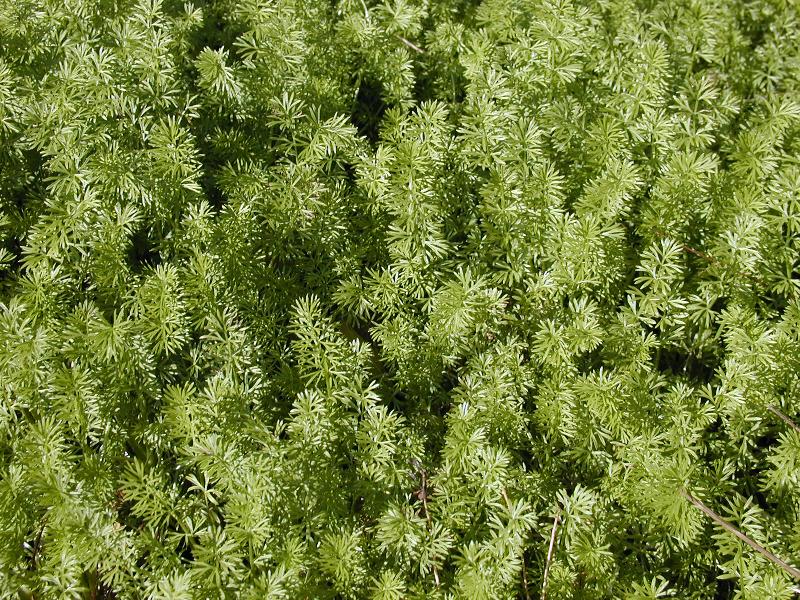Cambridge, England: Botanic Garden: foliage
