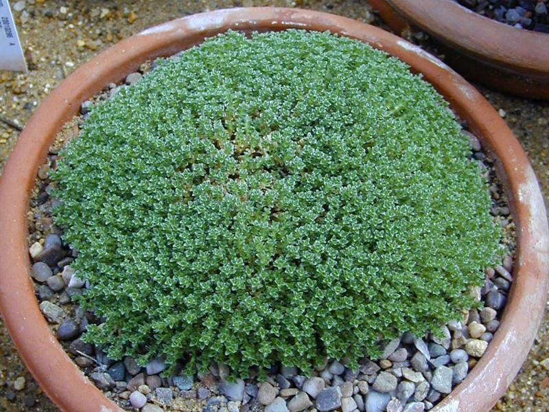 Cambridge, England: Botanic Garden: Sandwort (Arenaria lithops)