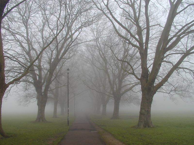 Cambridge, England: Jesus Green: Plane trees (Platanus) in fog