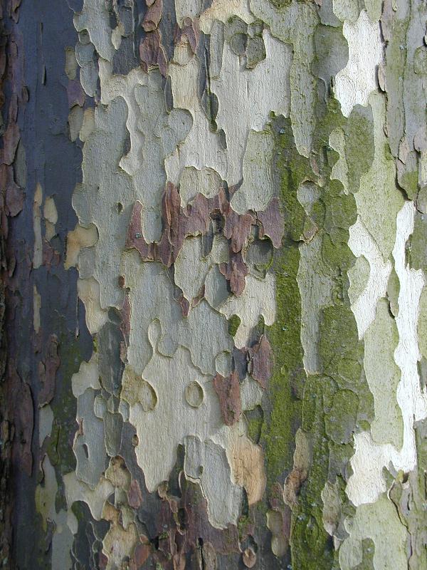 Cambridge, England: Pembroke College: Plane tree (Platanus) bark
