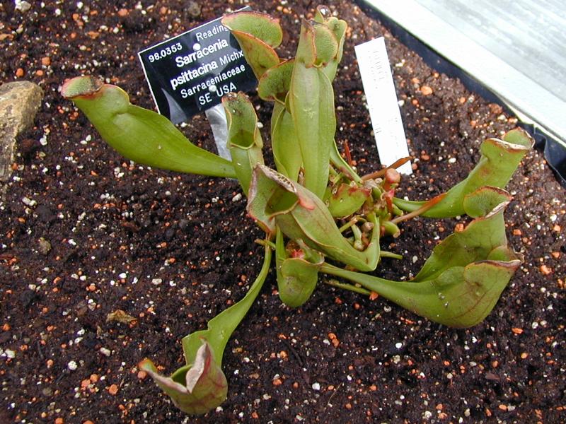 Cambridge, England: Botanic Garden: Trumpet Pitcher Plant (Sarracenia purpurea ssp. venosa)