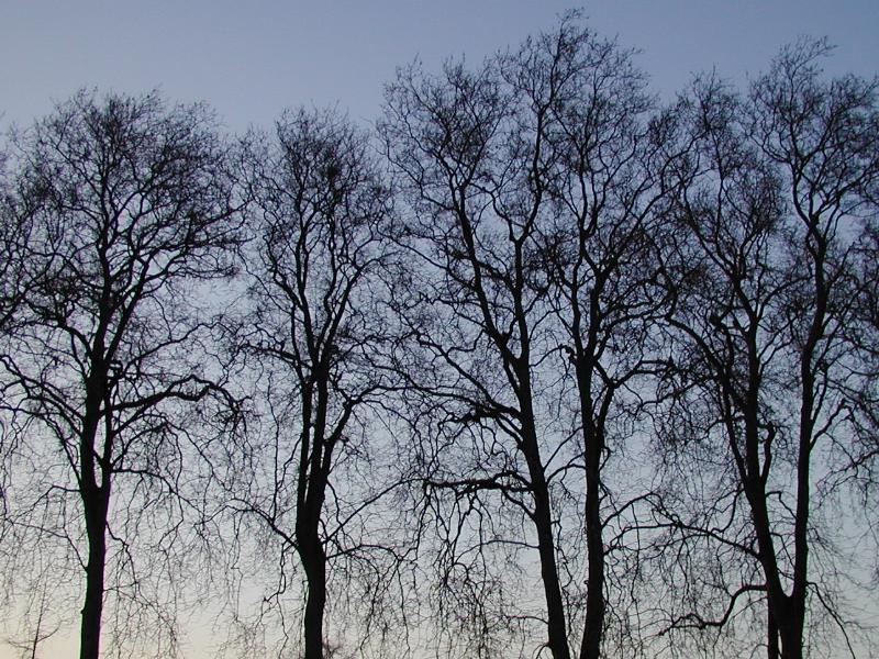 Cambridge, England: Pembroke College: Plane trees (Platanus) at dusk