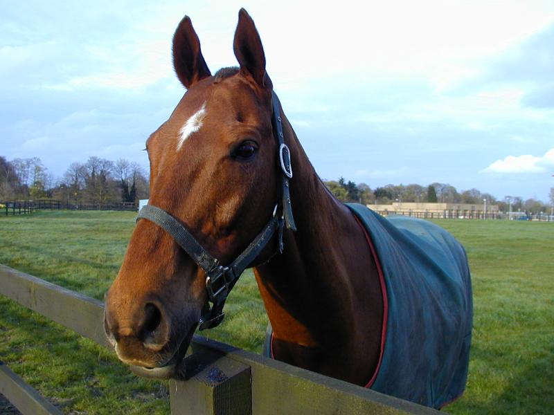 Cambridge, England: Madingley Road: horse