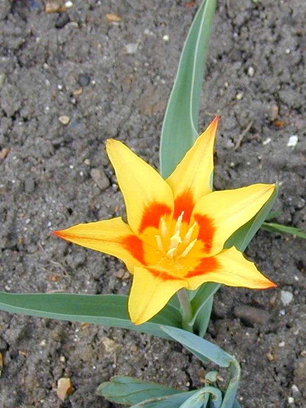 Cambridge, England: Botanic Garden: Tulipa tschimganica