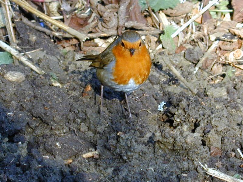 Cambridge, England: Roseford Road: (English) robin