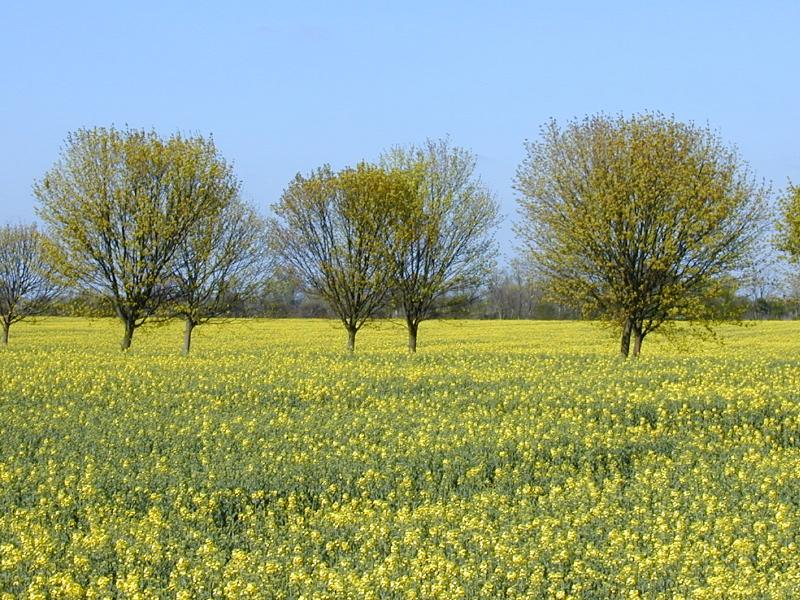 Fen Ditton, England: trees and oil rape seed field