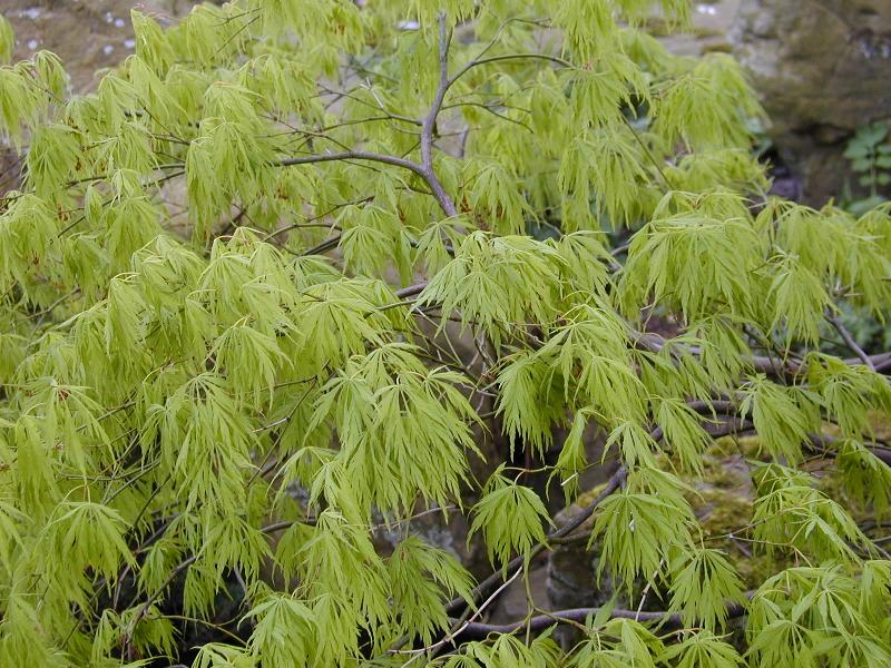 Cambridge, England: Botanic Garden: Japanese Maple (Acer palmatum Dissectum)