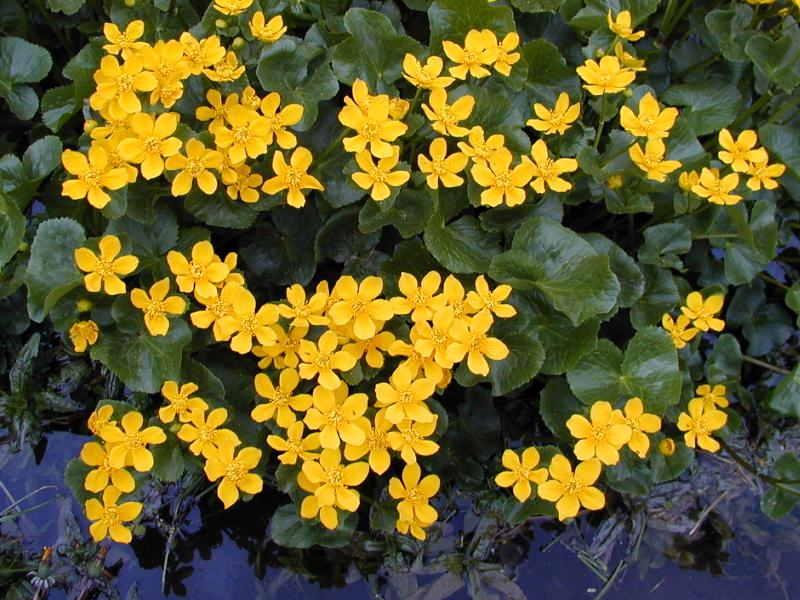 Cambridge, England: Botanic Garden: flowers and water