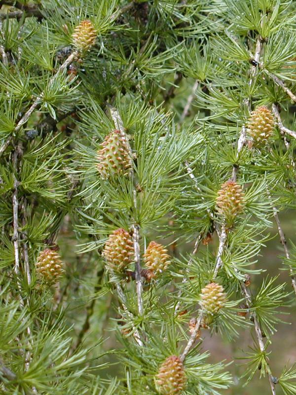 Cambridge, England: Botanic Garden: European Larch (Larix decidua)